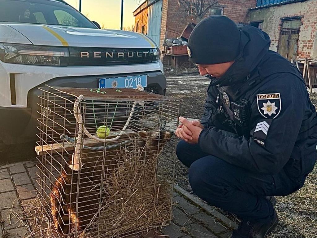 У Полтаві патрульні допомогли повернути власниці єнота-втікача