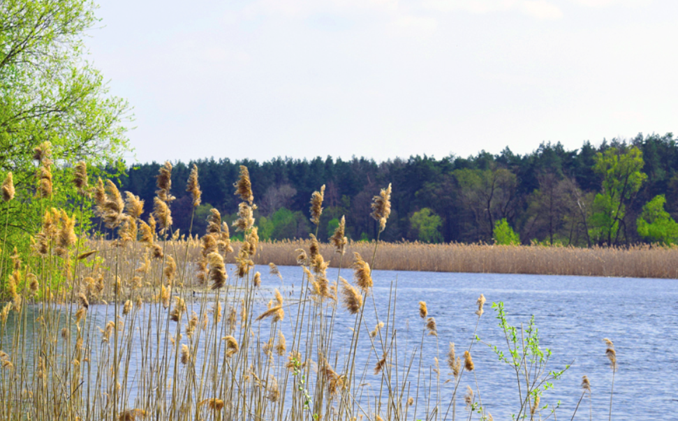 100 гектарів «Пирятинського» нацпарку незаконно віддали приватникам:триває розслідування 