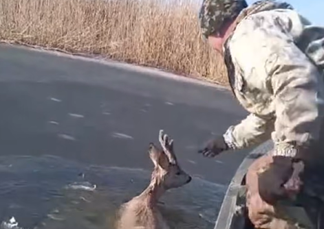 На Полтавщині рибоохоронці врятували козулю з водосховища