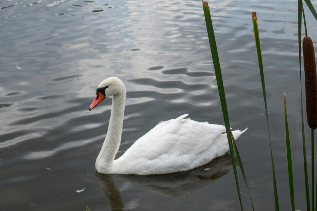 У полтавський дендропарк після зимівлі повертаються лебеді