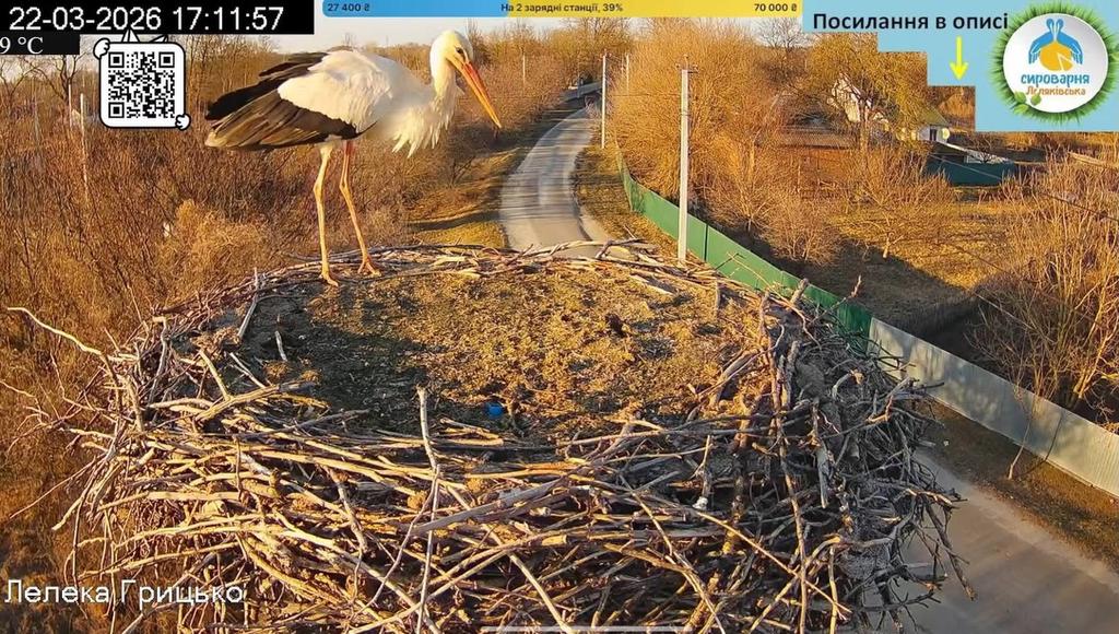 До гнізда Грицика та Одарки прилетів перший лелека