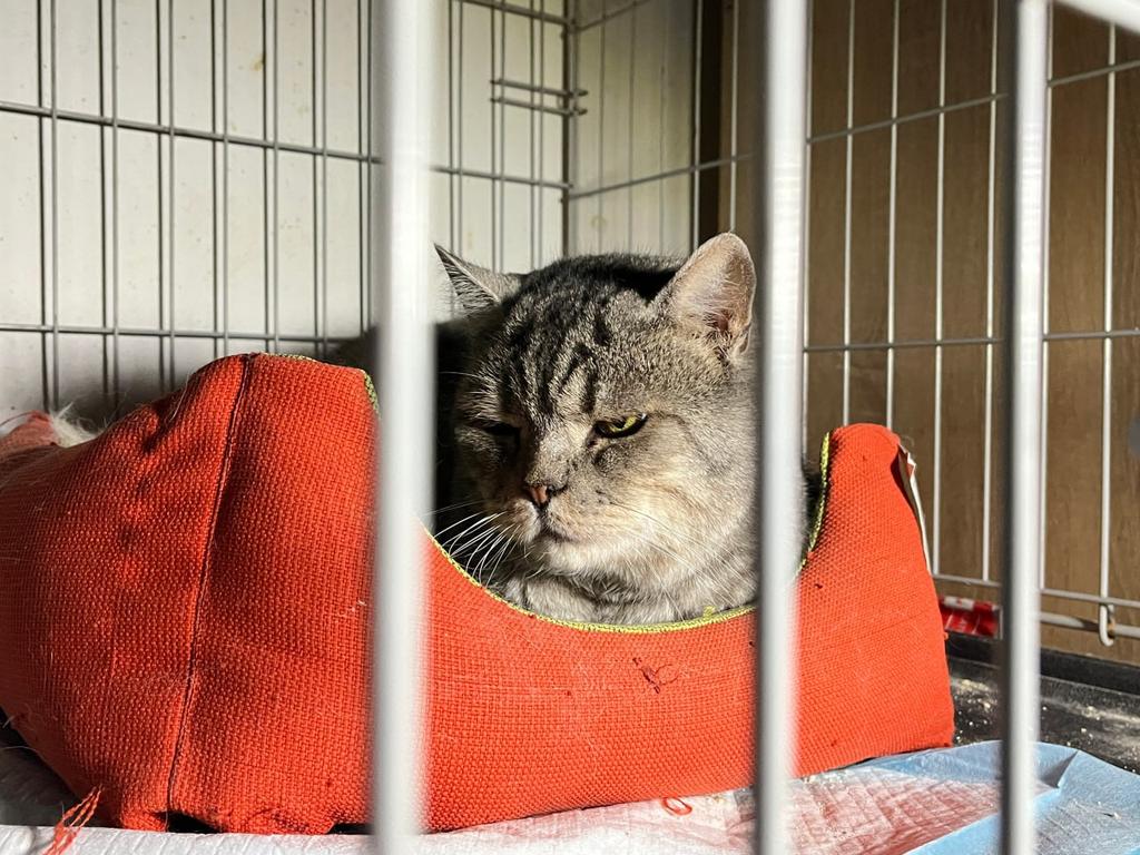 У Полтаві пункт перетримки тварин КАТП-1628 запустив сторінки у соцмережах