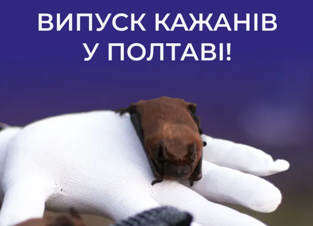 У дендропарку Полтави випустять сотні кажанів після зимової реабілітації