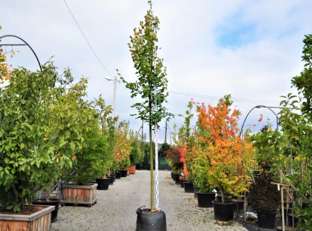 У Полтаві за понад пів мільйона гривень закуплять саджанці лип