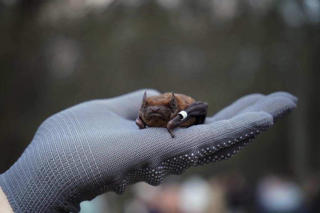 У Полтаві випустили пів тисячі кажанів після реабілітації