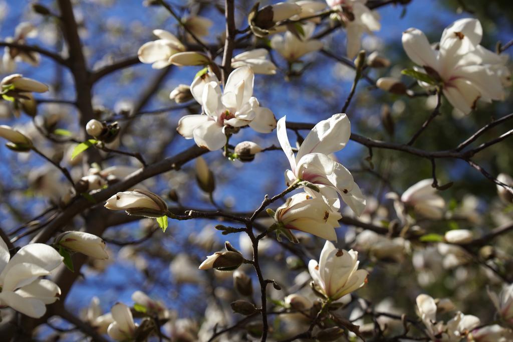 У Полтаві починає квітнути магнолія кобус. ФОТО