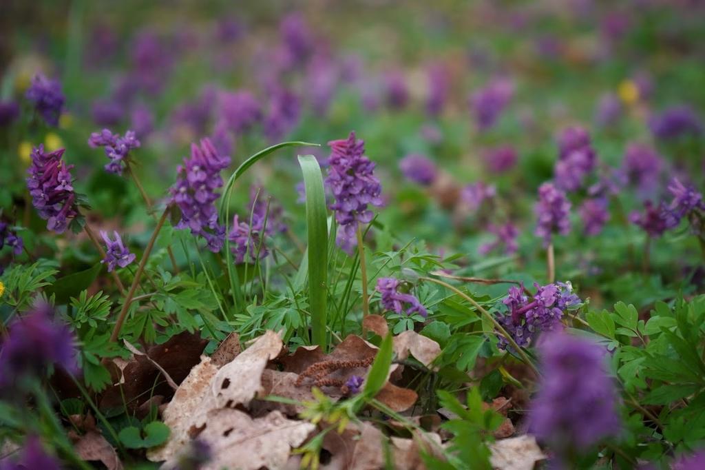 Синоптики попереджають про заморозки та сильний вітер на Полтавщині 
