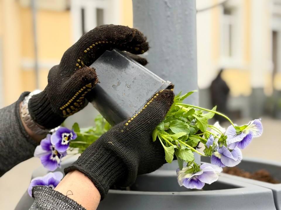 У центрі Полтави встановили 38 ваз із віолами