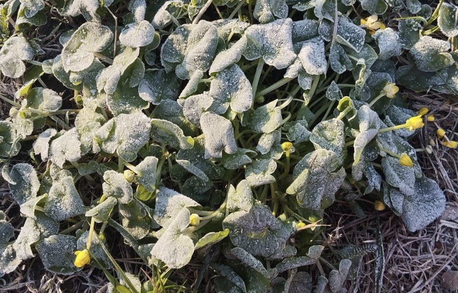 Синоптики попереджають про заморозки на Полтавщині