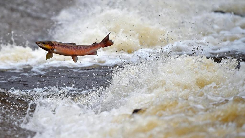 Полтавський рибоохороний патруль зафіксував 158 правопорушень