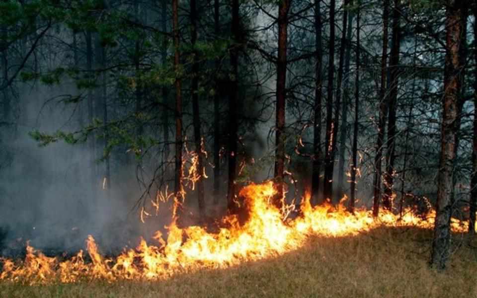 Полтавщина б’є антирекорд за кількістю лісових пожеж 