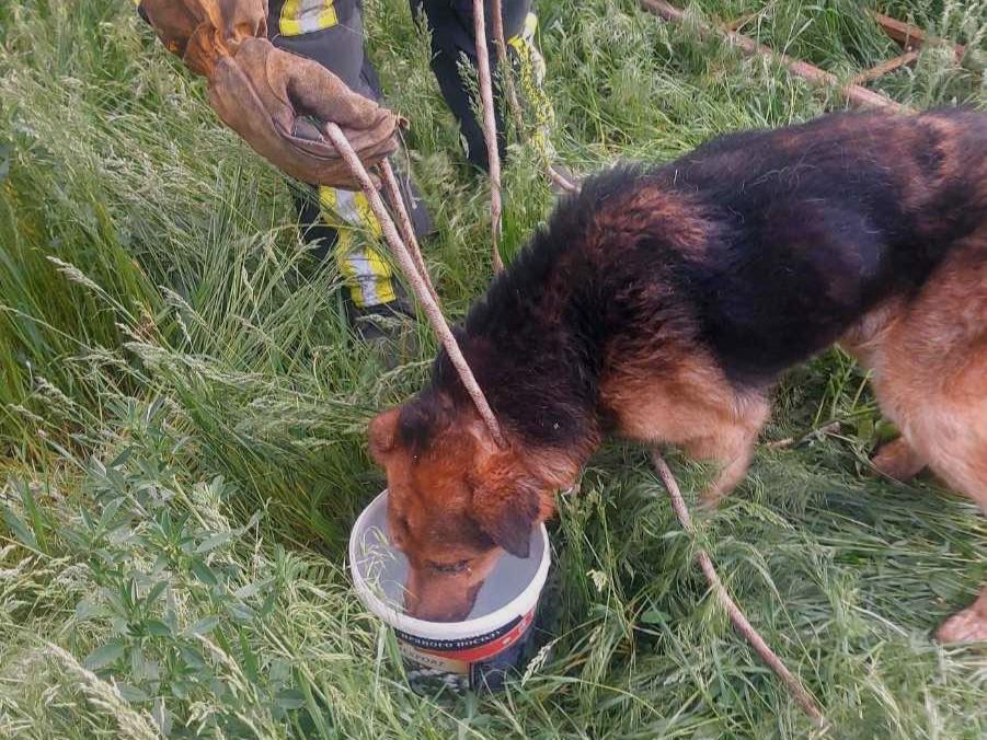 На Полтавщині рятувальники витягли собаку з колодязя