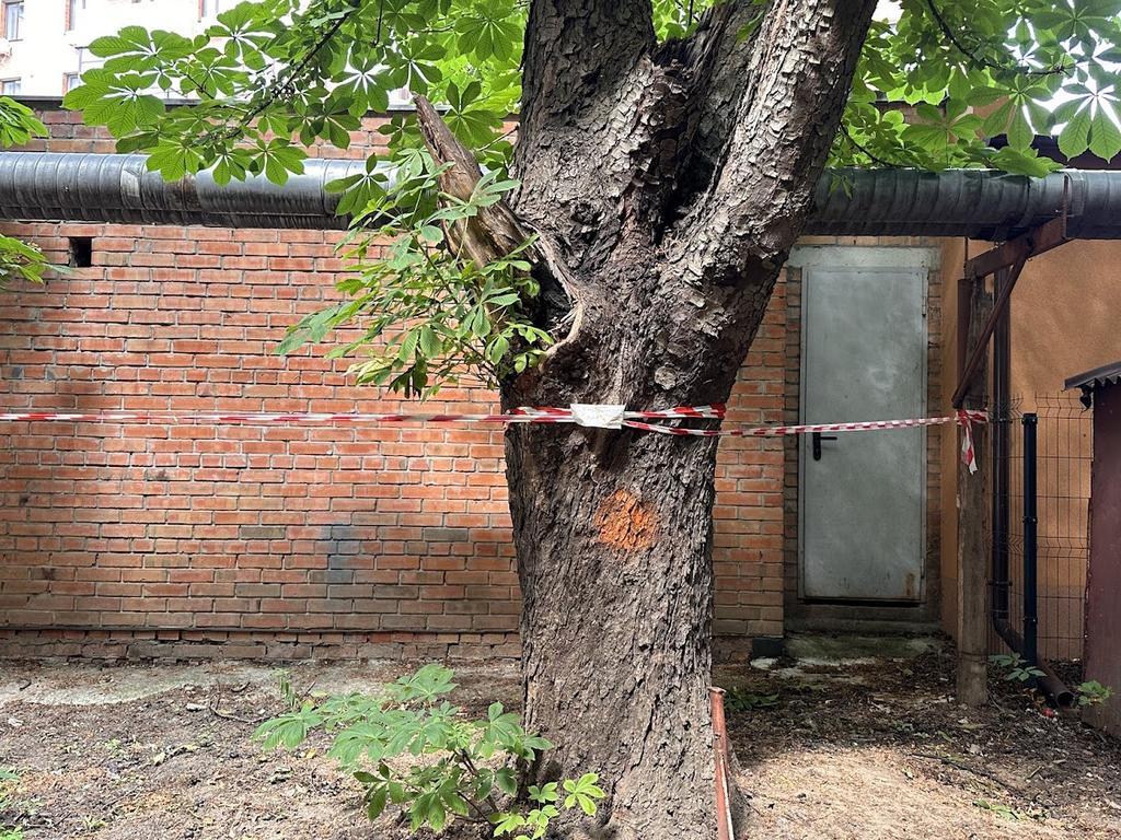 У Полтаві планують видалити майже 200 аварійних дерев: оголосили тендер на 3 млн грн