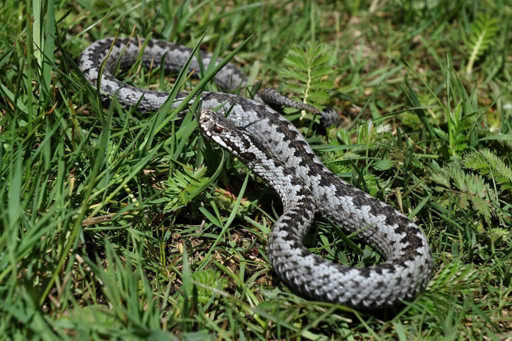 Змії стають небезпечніші через спеку: на Полтавщині вже двоє укушених