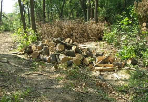 На Полтавщині в агролісництві незаконно спиляли сотню дерев 