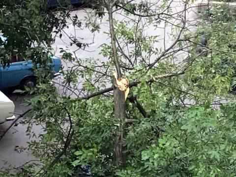 У Полтаві дерево впало на машину. ОНОВЛЕНО