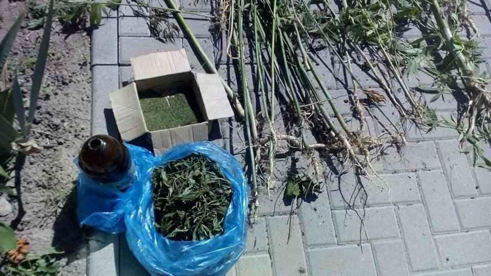 У Полтаві знайшли плантацію конопель