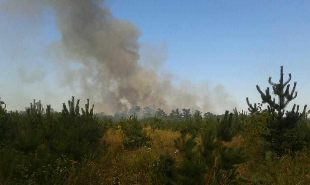 На Полтавщині загасили масштабну лісову пожежу. ВІДЕО