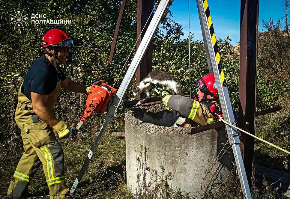 На Полтавщині рятувальники витягли кота із закинутого колодязя