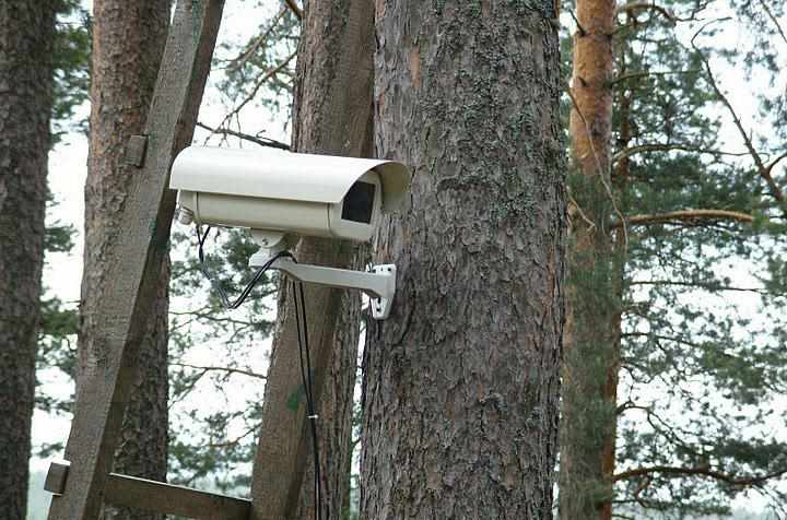 Ліси під відеонаглядом: у полтавських лісгоспах побільшає камер, щоб попереджати пожежі