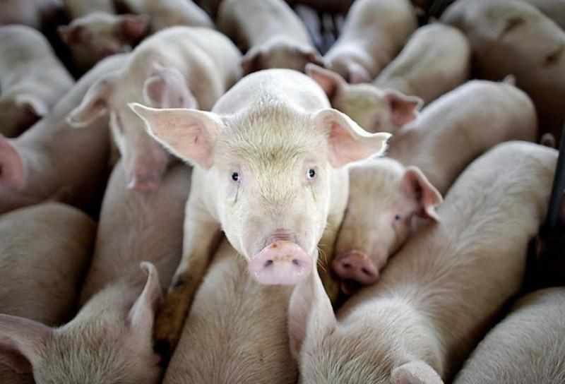 Більше п’яти тисяч свиней знищать на Полтавщині через АЧС 