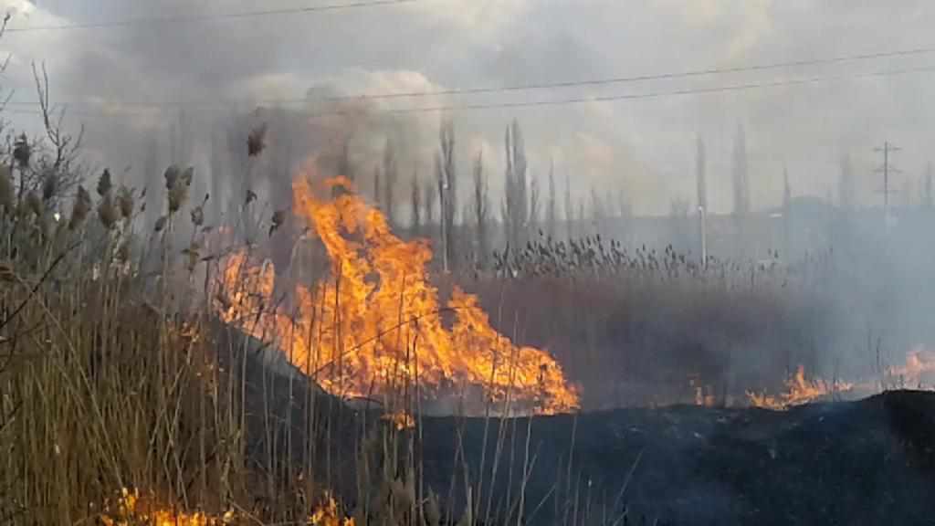 На Полтавщині горить очерет на двохстах гектарах