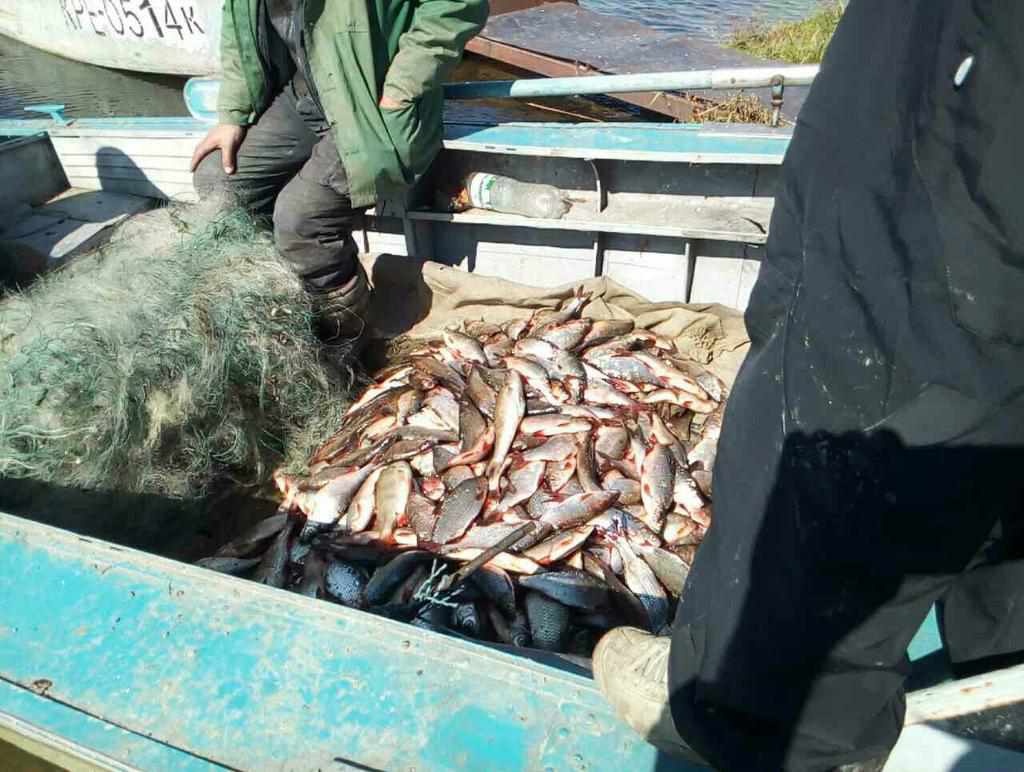 На Полтавщині браконьєри виловили занесену до Червоної книги рибу