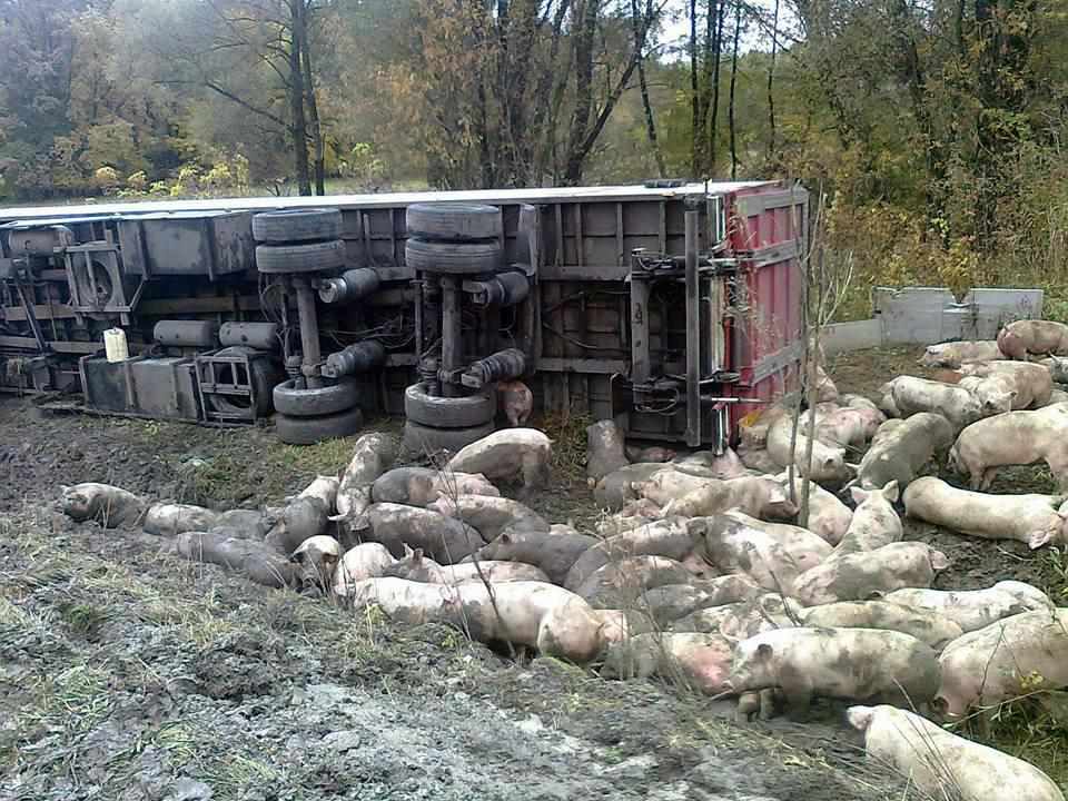 На Полтавщині перекинулась вантажівка зі свиньми. ФОТО, ВІДЕО. Оновлено