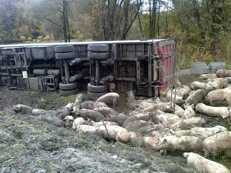 На Полтавщині перекинулась вантажівка зі свиньми. ФОТО. ОНОВЛЕНО