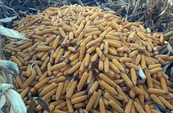 На Полтавщині чоловік украв близько чотирьох тонн кукурудзи