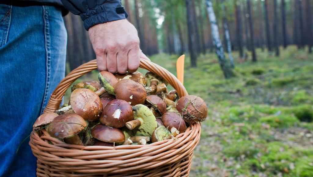 У Кременчуці три випадки отруєння грибами за день