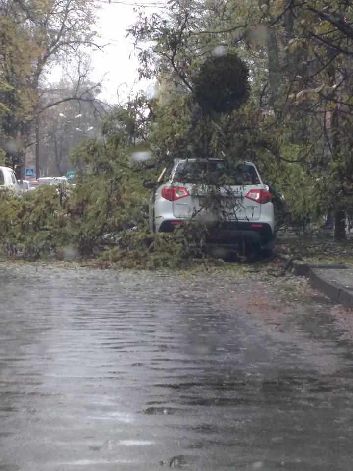 В центрі Полтави дерево впало на припаркований автомобіль. ФОТО 