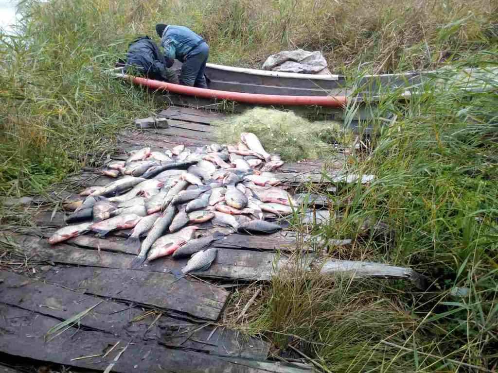 На Полтавщині двоє чоловіків незаконно наловили сто кілограм риби