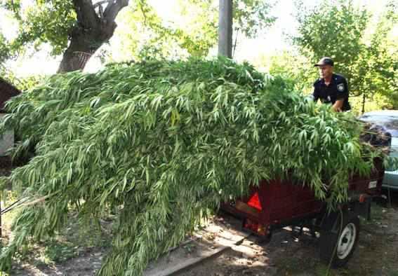 За півроку на Полтавщині вилучили десять тисяч кущів наркотичних рослин