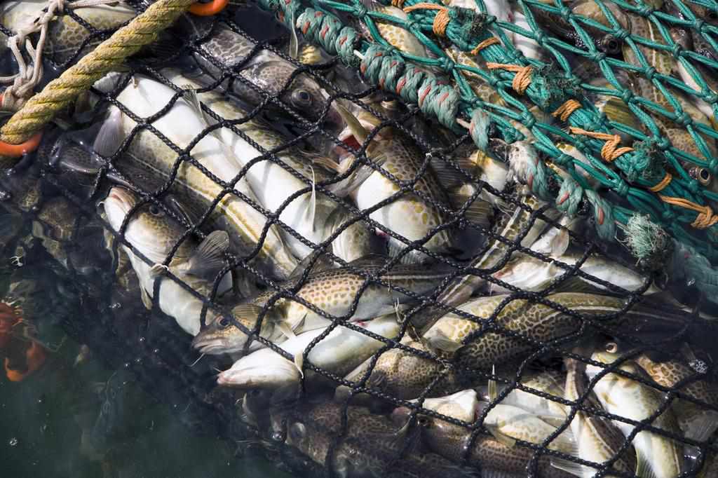 На Полтавщині браконьєр спіймав риби на шість тисяч гривень