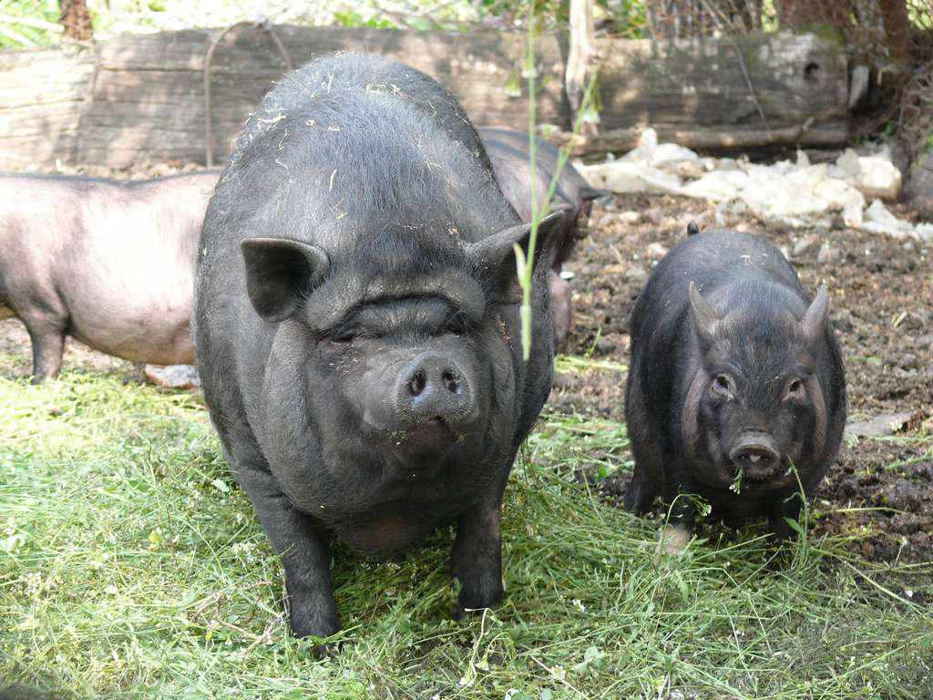 Стали відомі основні причини поширення Африканської чуми свиней в Україні 