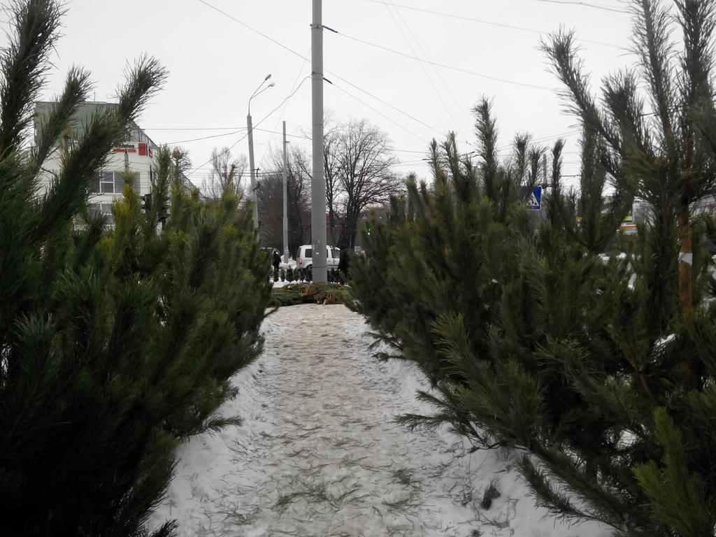 Де та за скільки на Полтавщині можна купити новорічну ялинку