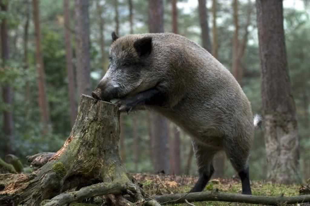На Полтавщині продовжують винищувати диких кабанів