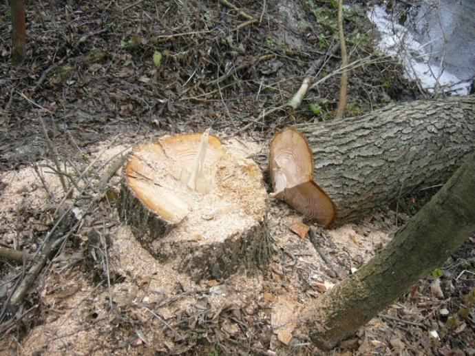 На Полтавщині під час обпилювання дерев загинув чоловік