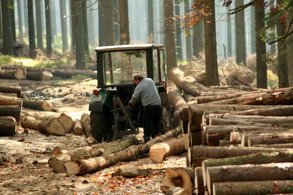 В Україні створили інтерактивну карту вирубки дерев