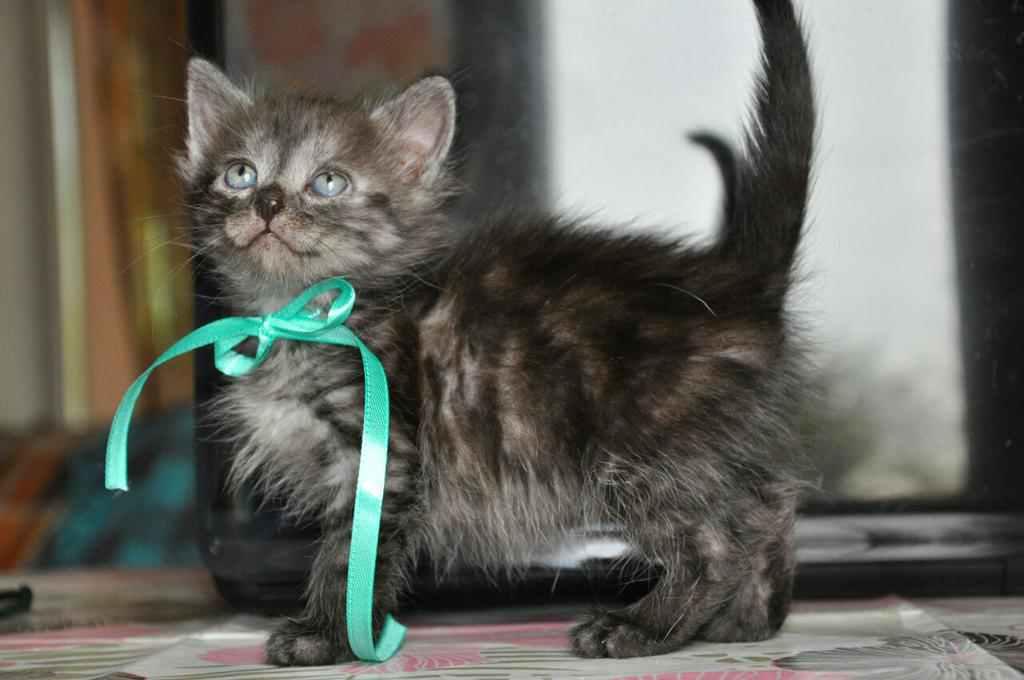 Безпритульні тварини шукають господарів в Полтаві