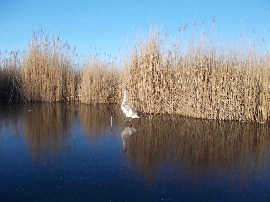 На Полтавщині десенесники врятували лебедя з крижаного полону