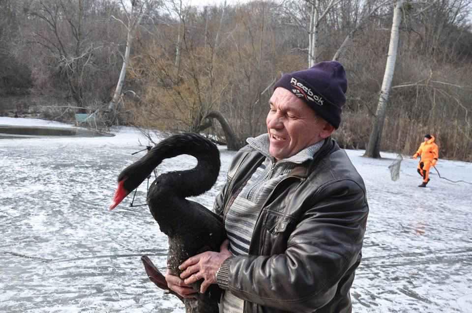 Лебедів із полтавського дендропарку порятували від морозів, одна качка втекла. ФОТО