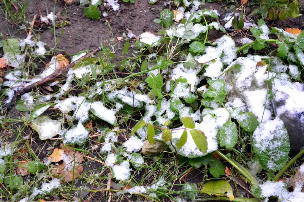 У Полтаві випав перший сніг