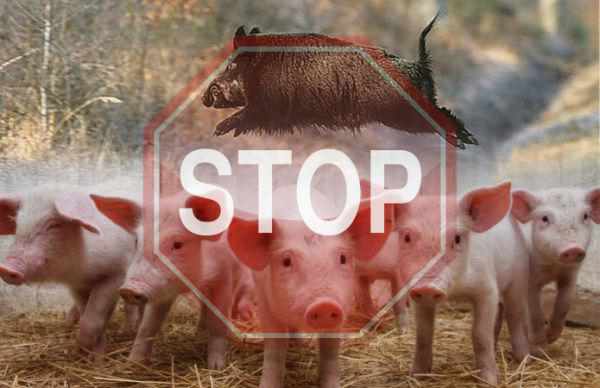 Черговий спалах АЧС зафіксували на Полтавщині: понад півтори тисячі свиней знищать 