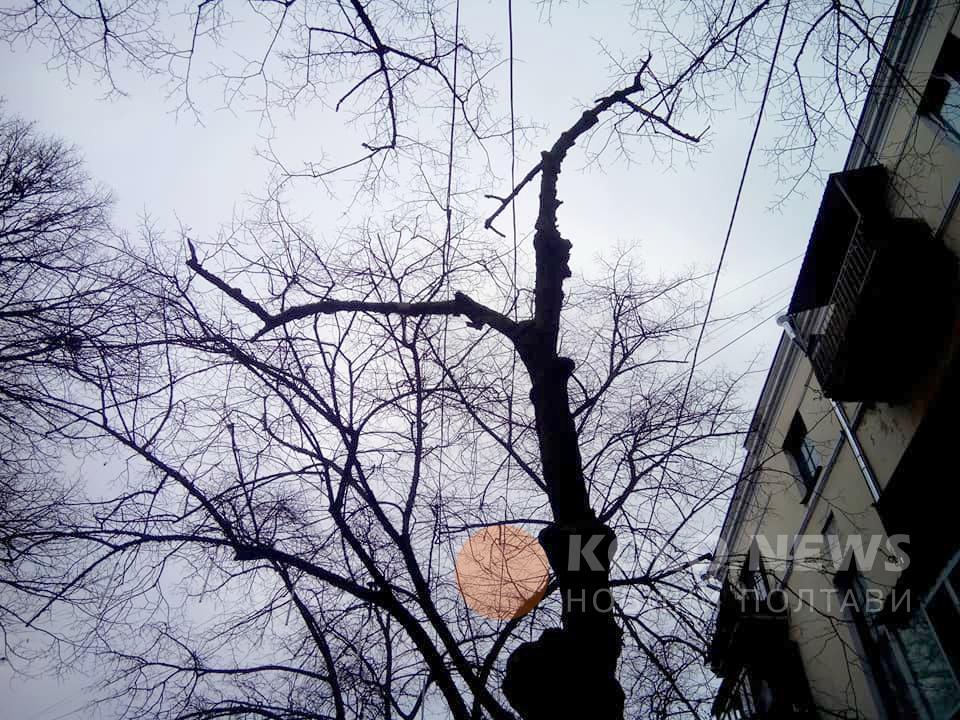 Полтавські дерева: скільки спиляли за рік і за який кошт