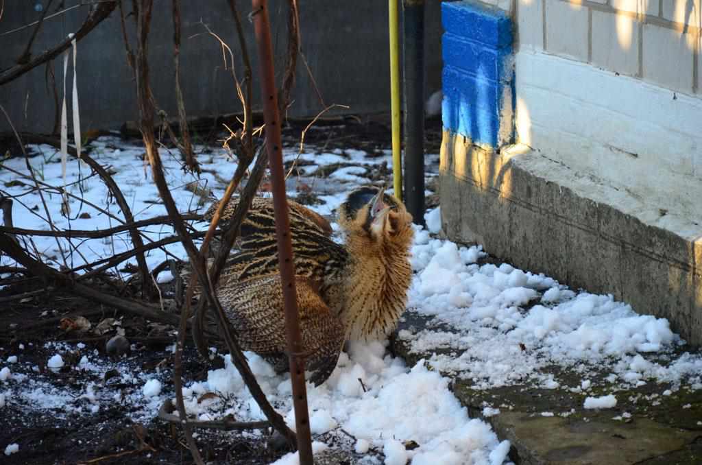 На Полтавщині перелітний птах поранився та ледь не загинув від обмороження