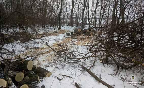 На Полтавщині браконьєри порубали дуби. ФОТО