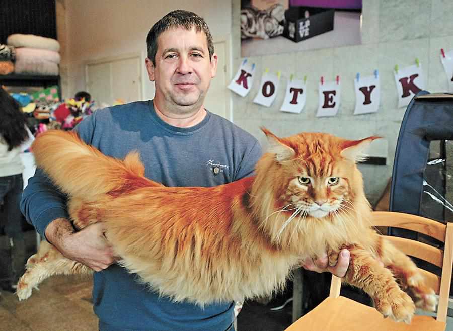 День кота в Україні: про найбільших, найбагатших та рекордсменів