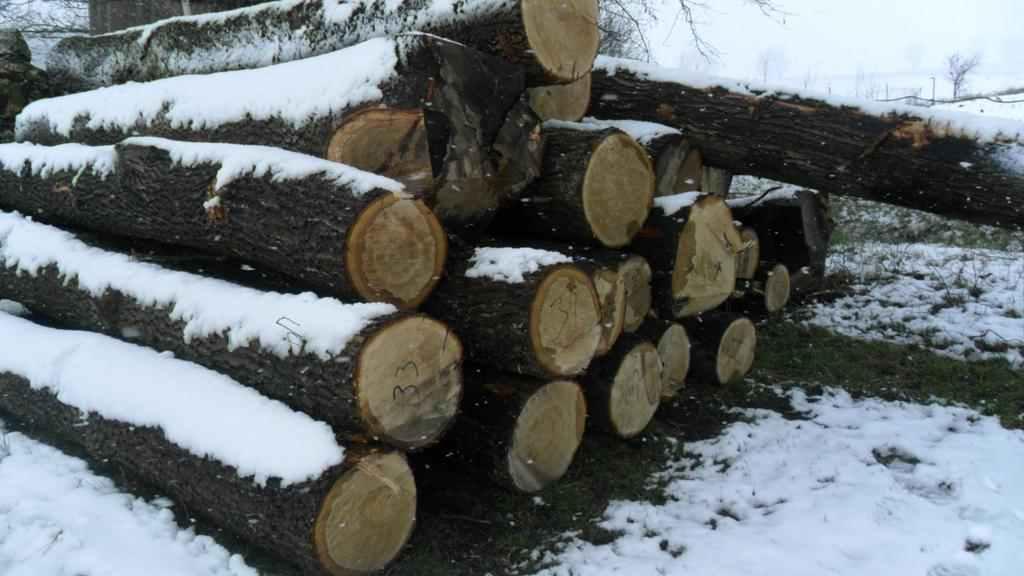 На Полтавщині чоловік незаконно попиляв дуби